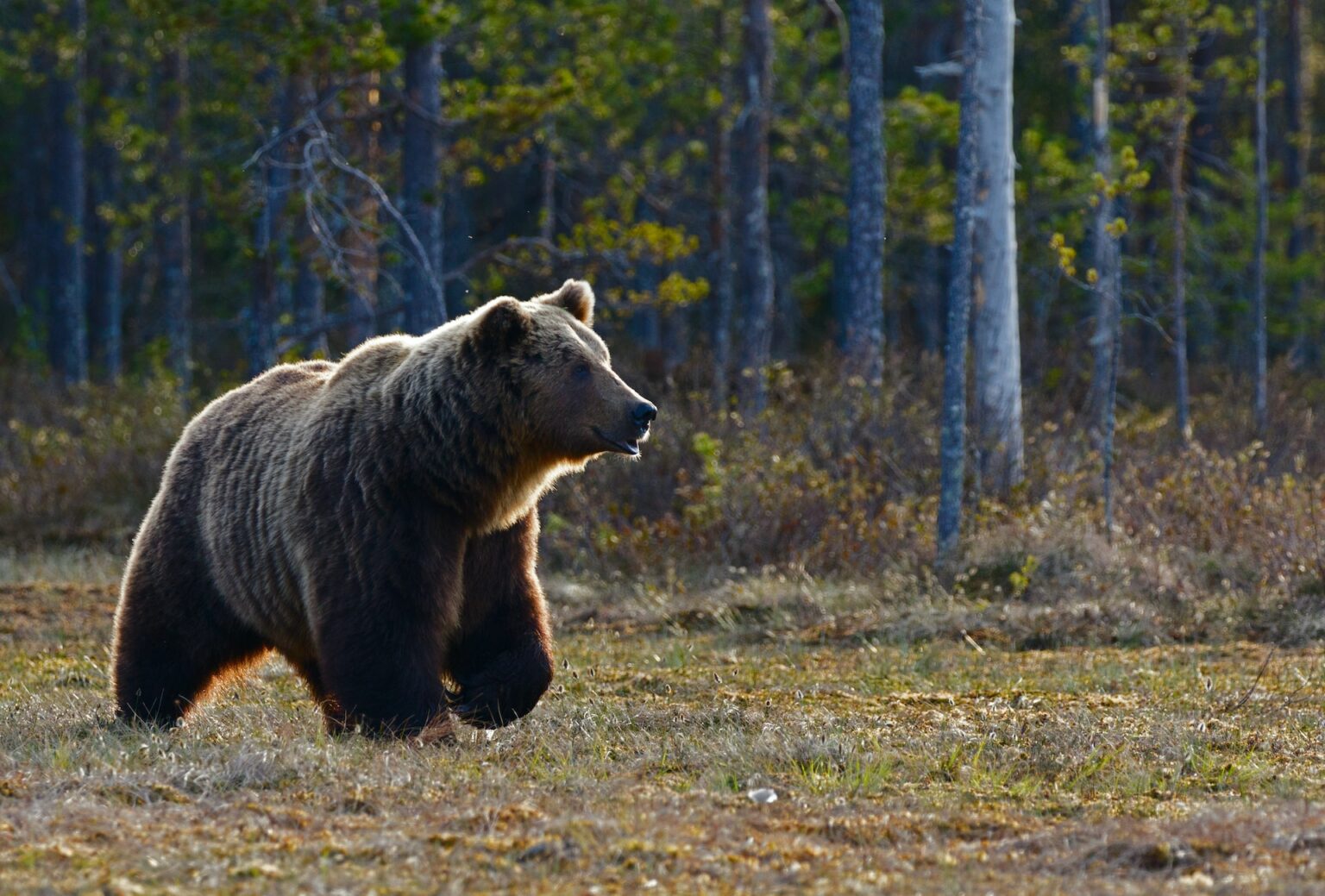 Woman Mauled By Grizzly Bear in Yellowstone National Park